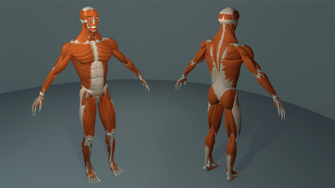 Anatomy Project - 2012
